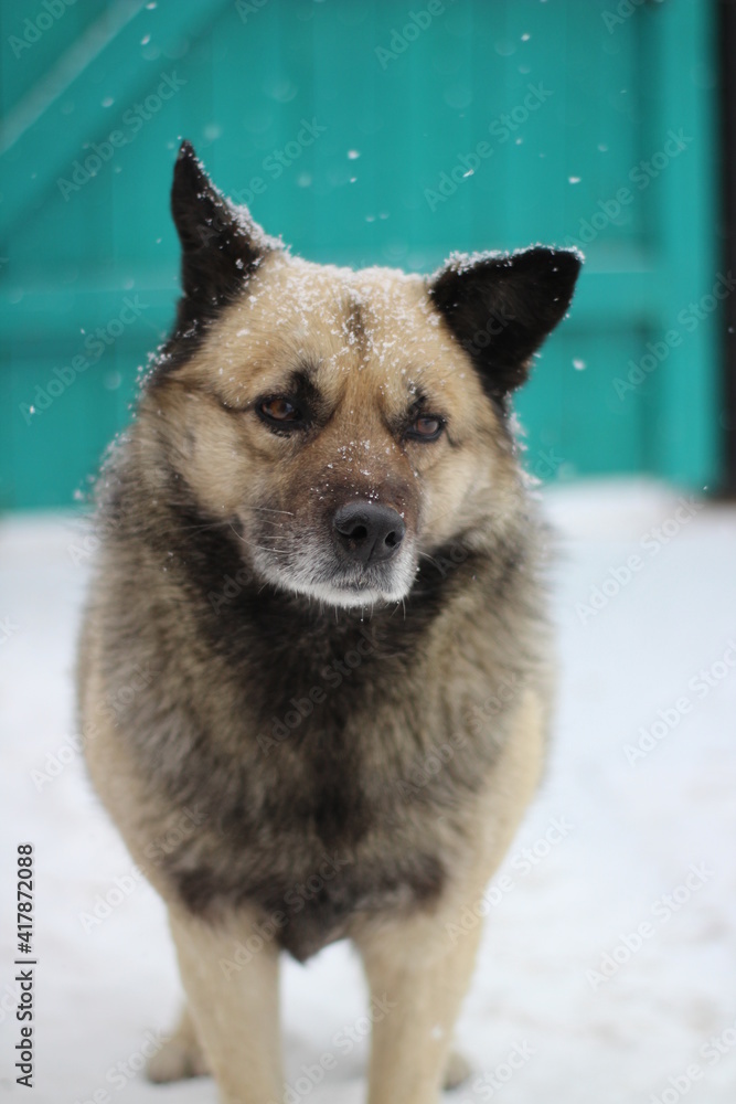 Naklejka premium Senior Dog Fluffy Fur with Snowflakes in Yard during Snowfall Blizzard 