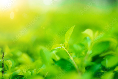  Natural green plants landscape using as a background or wallpaper.