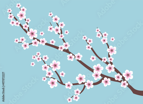 Cherry blossom on blue background. Vector illustration