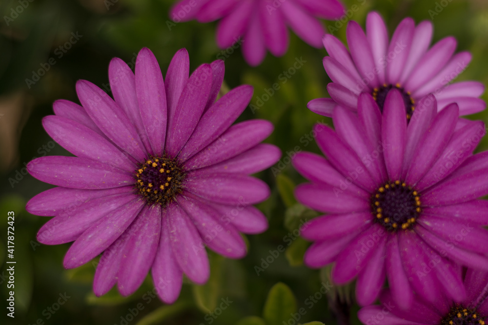 Margaritas moradas en un jardín en primavera Margaritas moradas en un jardín en primavera