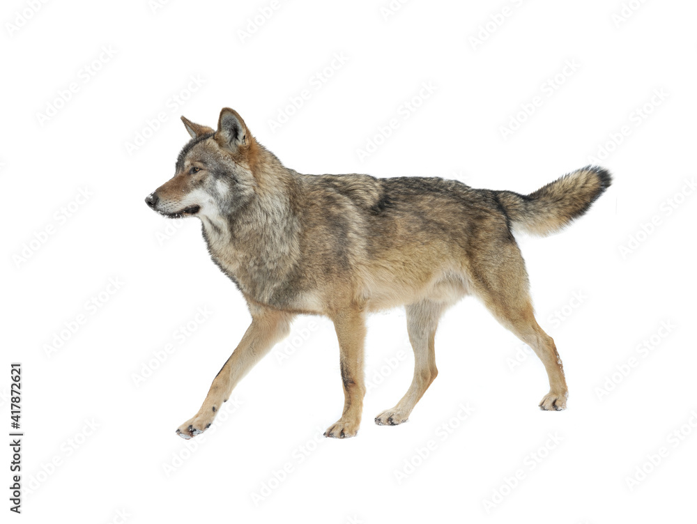 Gray wolf walking isolated on white background