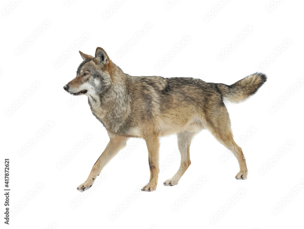 Fototapeta Gray wolf walking isolated on white background