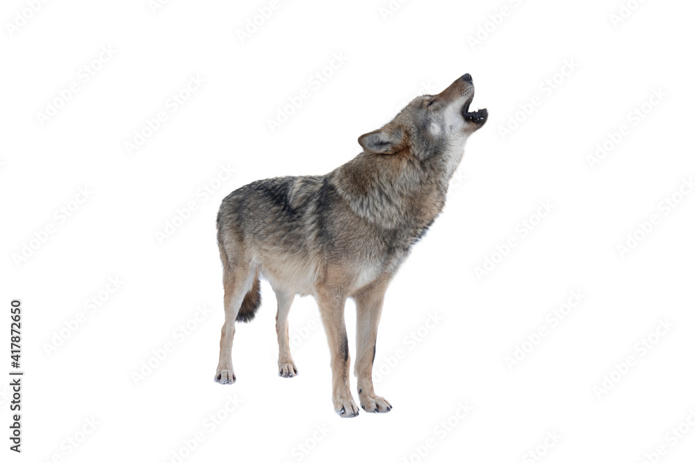 howling gray wolf isolated on white background - obrazy, fototapety, plakaty 