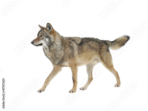 Gray wolf walking isolated on white background