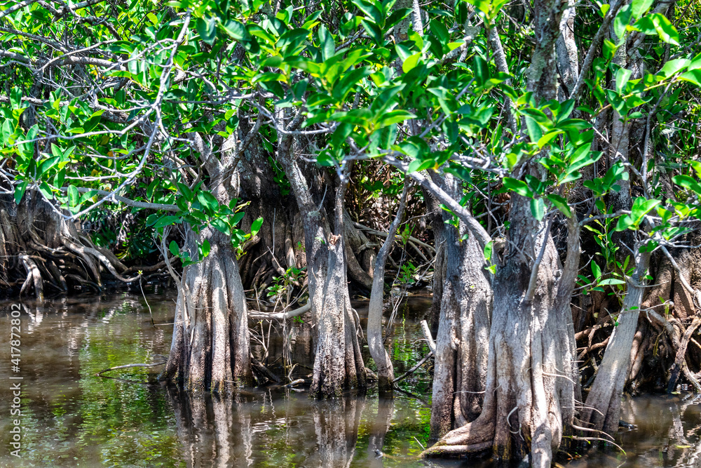 Mangrove vegetation in the Everglades, Florida, USA Mangrove vegetation in the Everglades, Florida, USA
