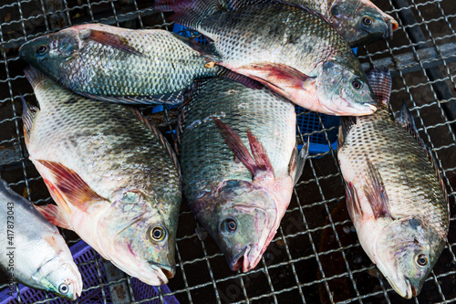 Oreochromis niloticus Many are sold in the bazaar. photo