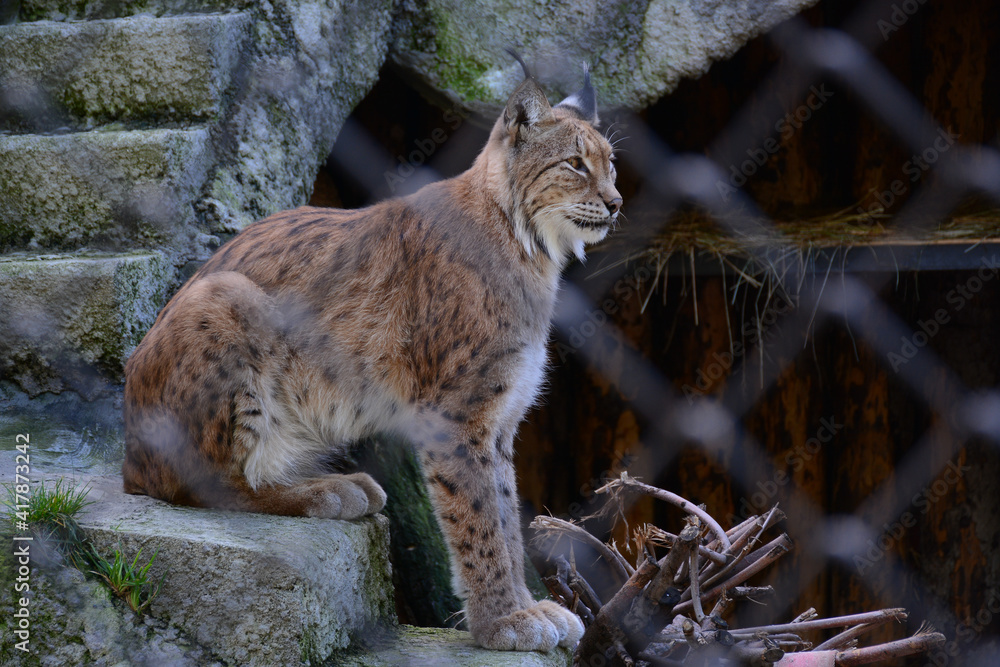Obraz premium MOSCOW, RUSSIA - September 14, 2020: Nothern lynx in Moscow Zoo