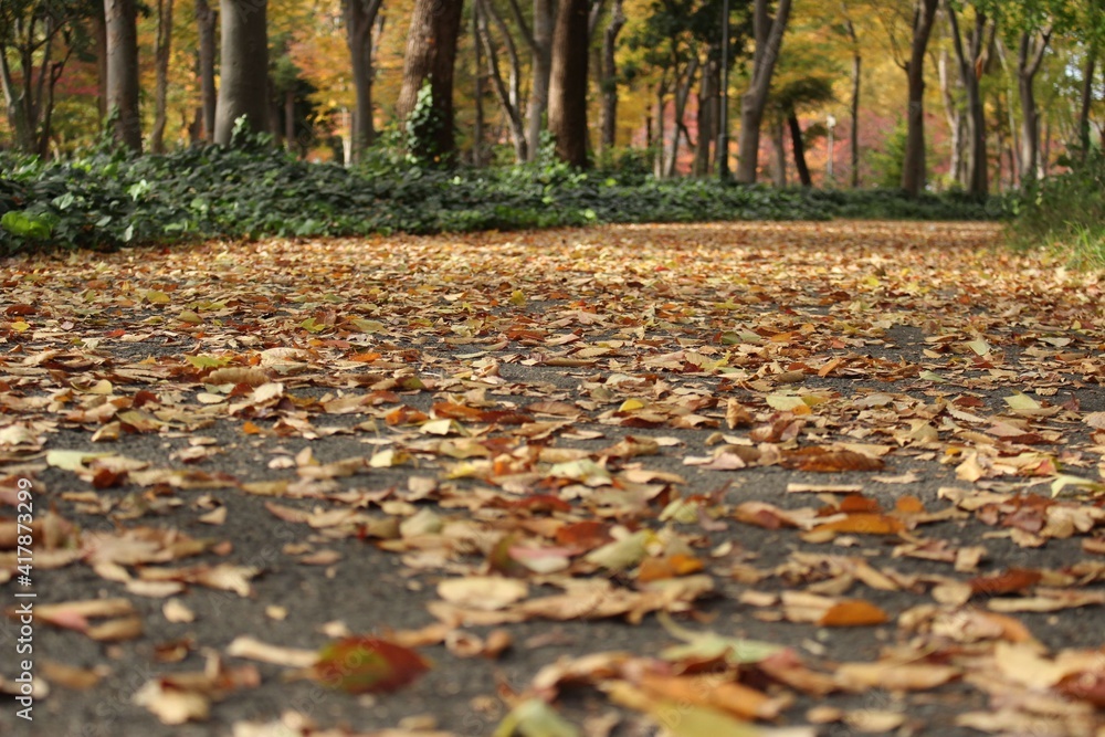 落ち葉と秋の公園