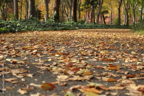 落ち葉と秋の公園