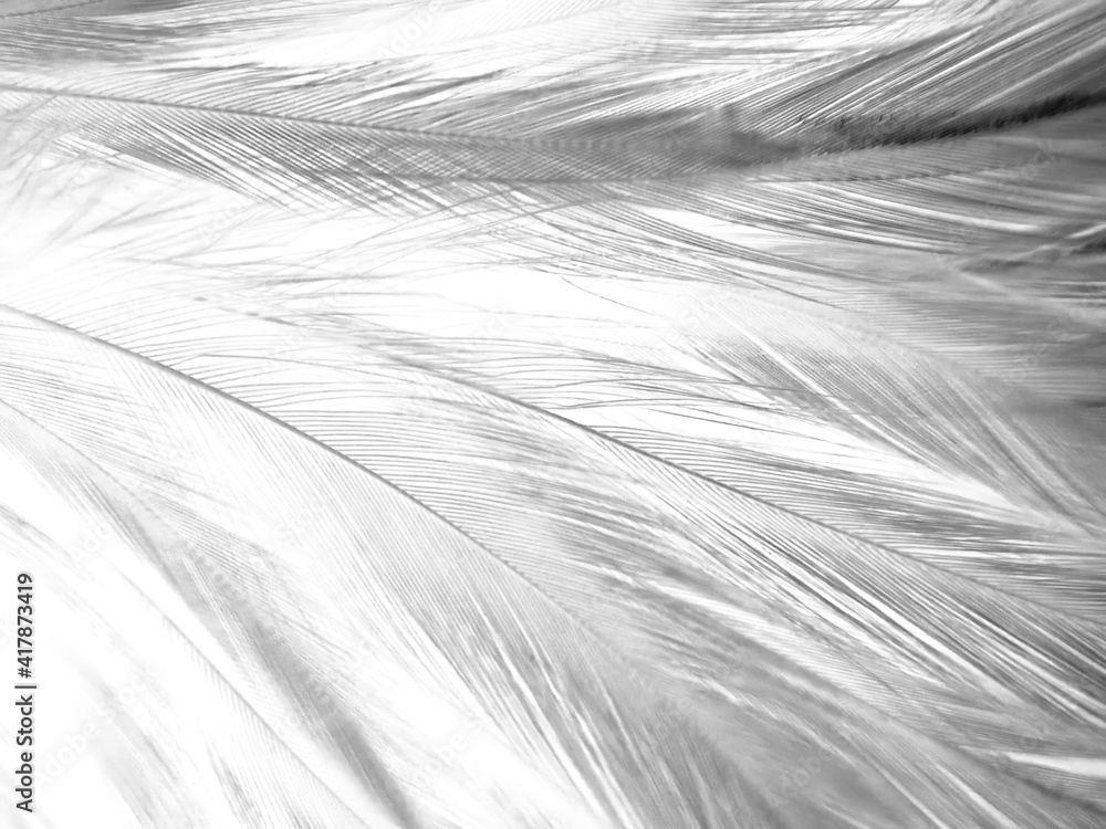 Obraz premium Beautiful abstract black feathers on white background and soft white feather texture on white pattern, dark theme wallpaper, gray feather background, black banners, dark texture