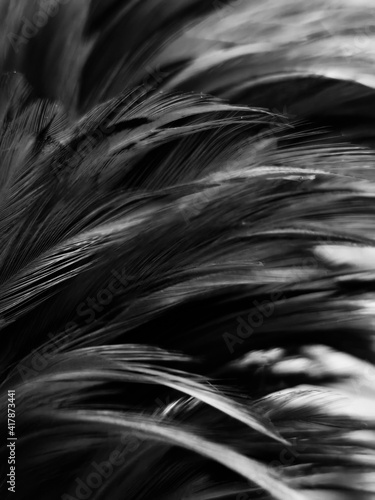 Beautiful abstract black feathers on white background and soft white