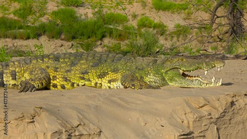 Crocodile on the Rufiji River. An exciting safari trip through the Selous National Park. Tanzania. Africa. photo