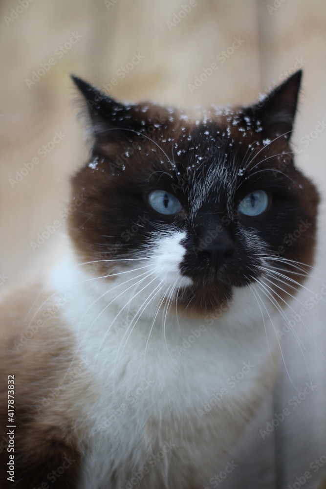 Thai Siamese Cat with Blue Eyes and Fluffy Fur with Snowflakes in Winter Snow Outdoor Thai Siamese Cat with Blue Eyes and Fluffy Fur with Snowflakes in Winter Snow Outdoor