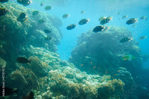 Underwater shot of tropical fish and coral reefs, natural scene.