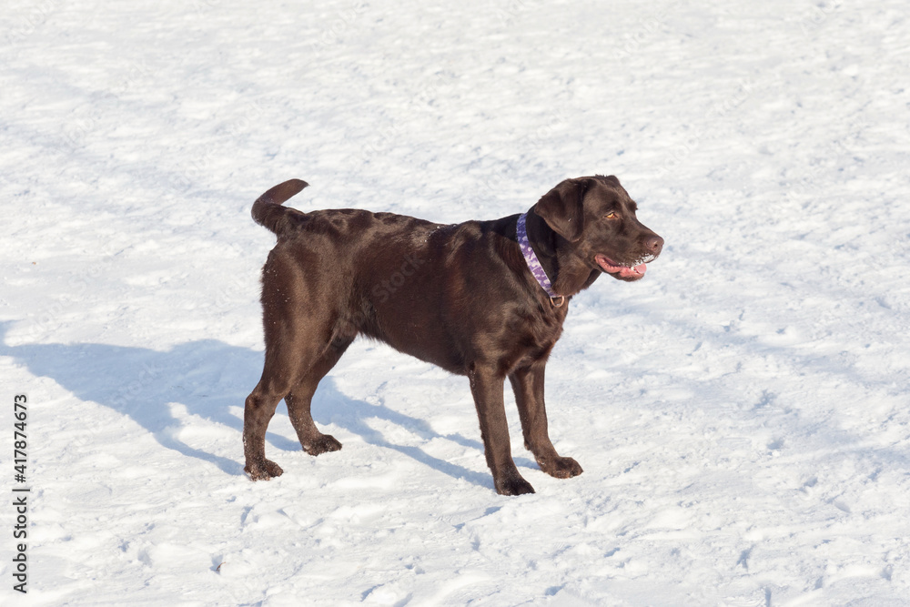 Chocolate labrador retriever is standing on white snow in the winter park. Pet animals. Chocolate labrador retriever is standing on white snow in the winter park. Pet animals.