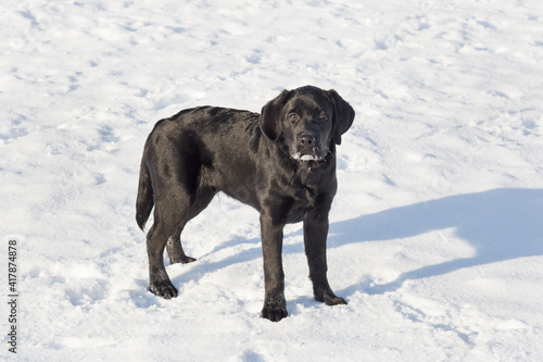 Black labrador retriever puppy is standing on white snow in the winter park. Pet animals.