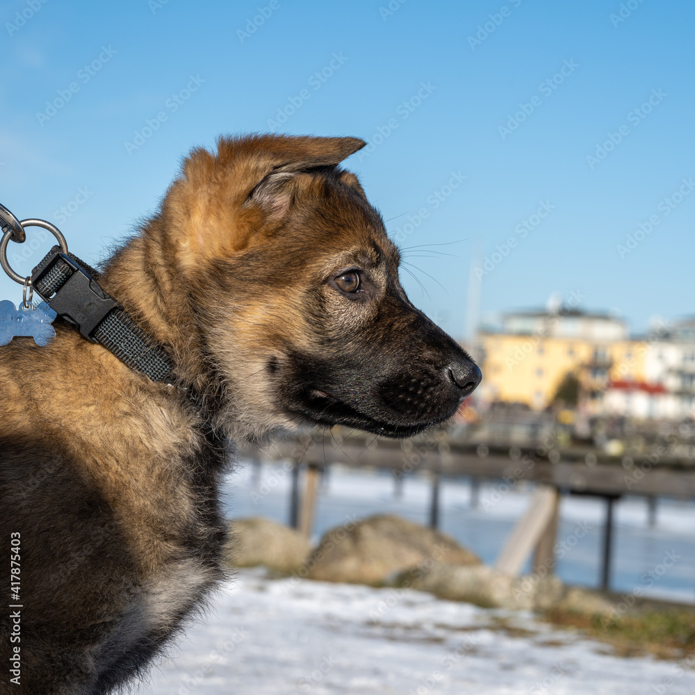 A profile portrait of an eleven weeks old German Shepherd puppy. Blue sky and snow in the background A profile portrait of an eleven weeks old German Shepherd puppy. Blue sky and snow in the background