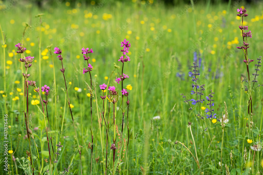 Spring background, blur grassy flowers meadow. Little flowers, nature beautiful, toning design spring nature, plants. Flower alpine field. Spring background, blur grassy flowers meadow. Little flowers, nature beautiful, toning design spring nature, plants. Flower alpine field.