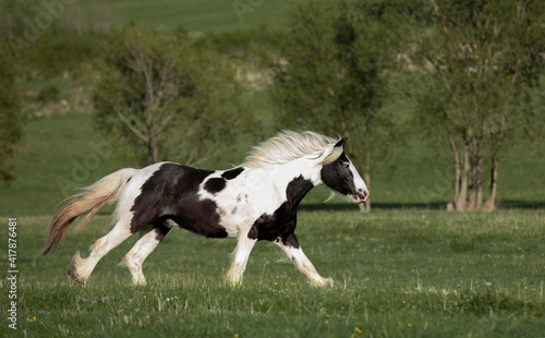 black and white Irish cob stallion with blue eye gallops through meadow © Helga