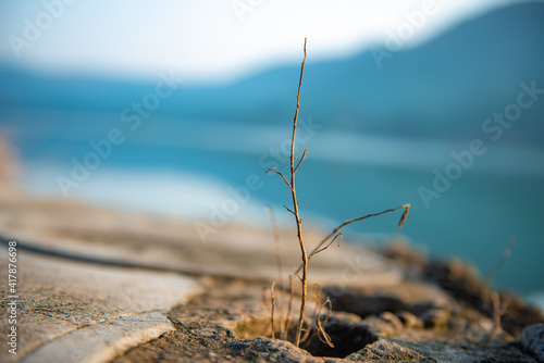 Dead plant beside lake river with blue sky and mountains 