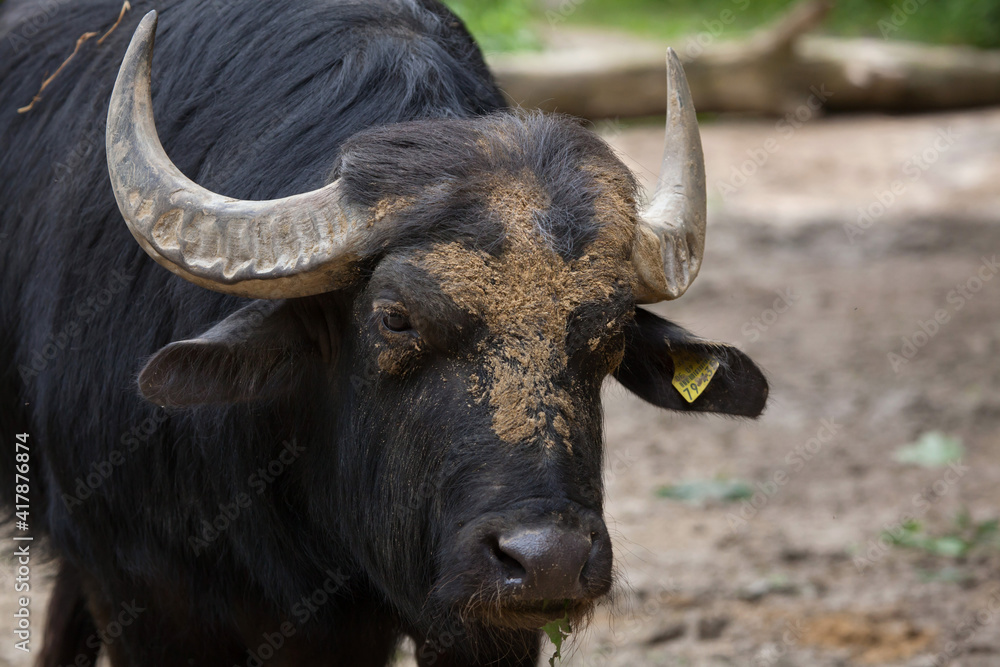 Fototapeta premium Asian water buffalo (Bubalus bubalis)
