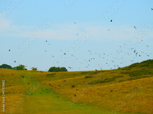 Open large grassy area with black birds in flight