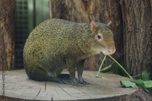 фотографія Azara's agouti (Dasyprocta azarae).