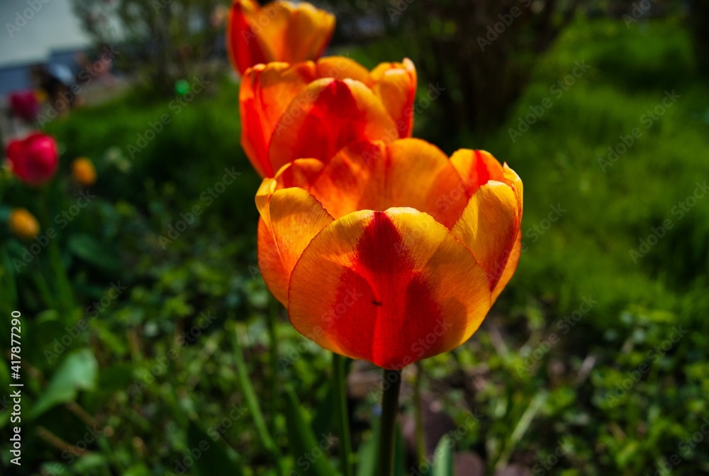 Fototapeta premium Tulpenreihe