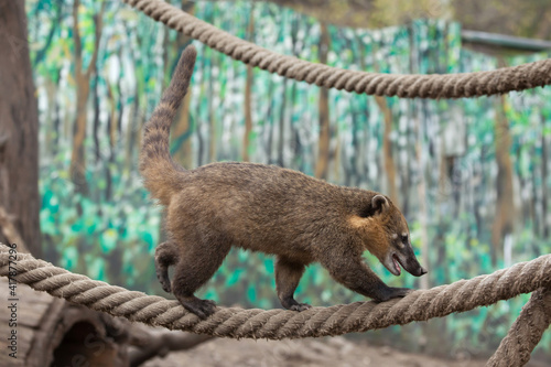 South American coati (Nasua nasua)