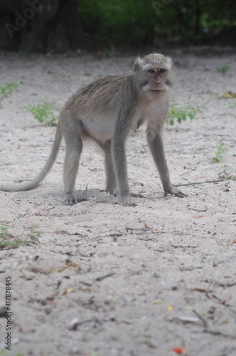 a cute monkey playing on the beach sand with an unspoiled background