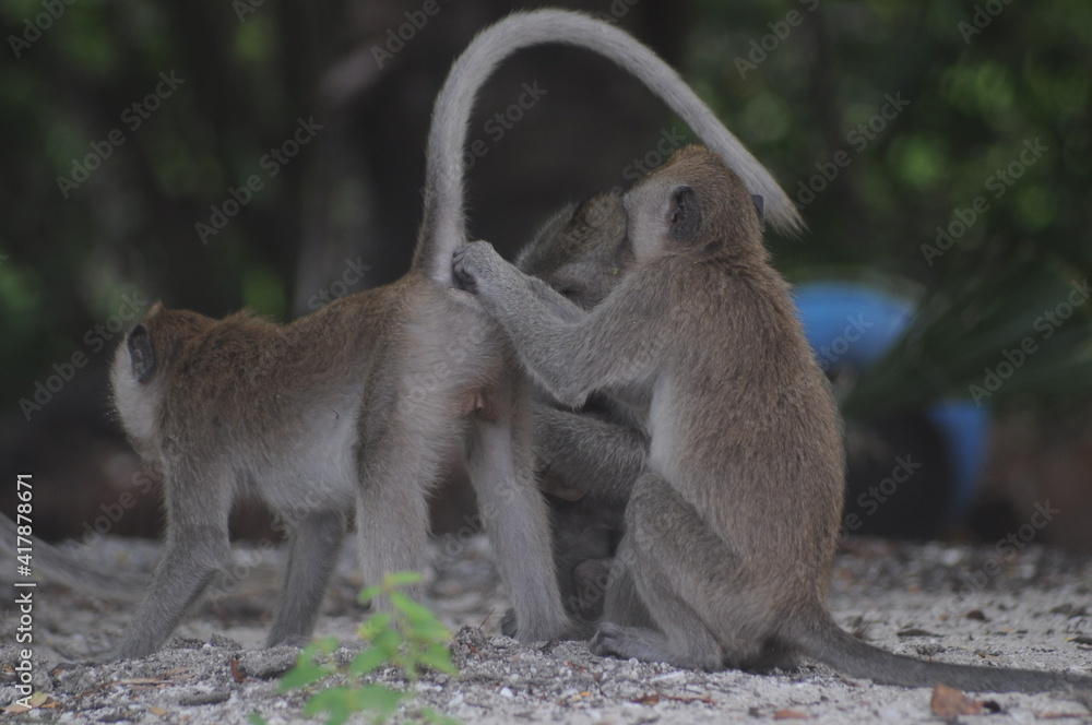 display of the monkey family playing on the beach sand with a natural background