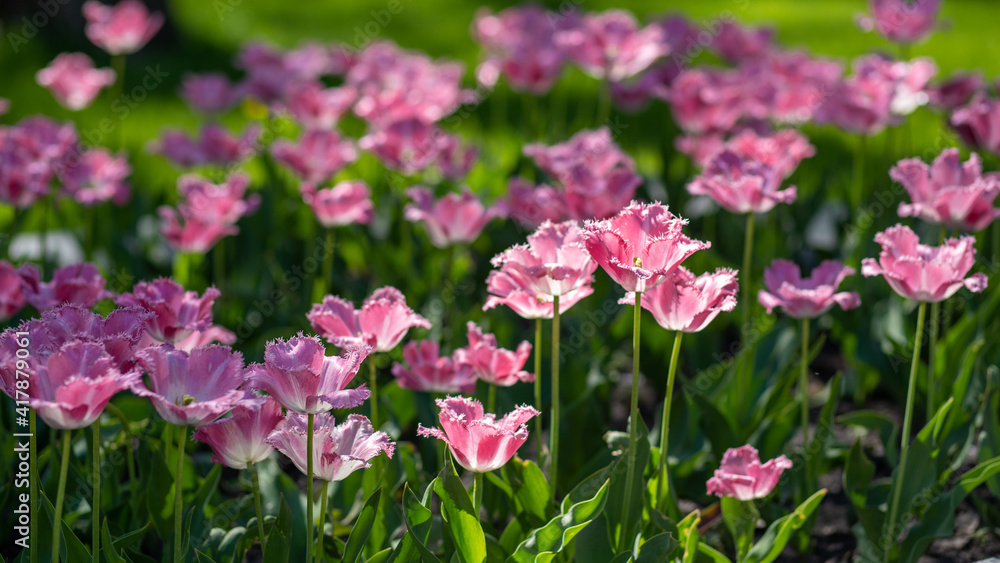 Pink and white sunny tulip flowers growing in scenic spring park outdoors. Spring natural floral photo background Pink and white sunny tulip flowers growing in scenic spring park outdoors. Spring natural floral photo background
