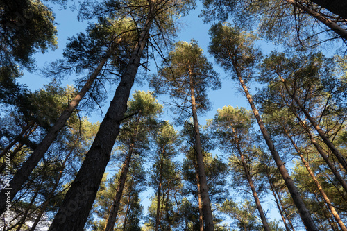 Looking up at Scots Pine trees contrasted against blue sky, Hampshire, England, UK