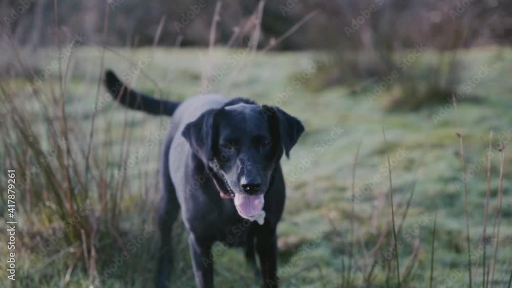 Black labrador dog in field barking and wagging tail, slow motion Black labrador dog in field barking and wagging tail, slow motion