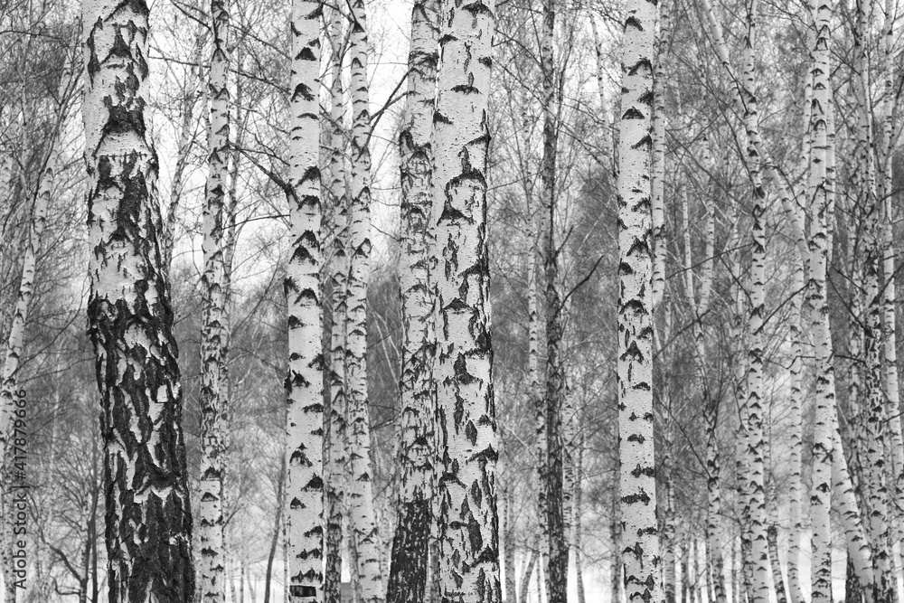 Obraz premium Young birches with black and white birch bark in spring in birch grove against background of other birches