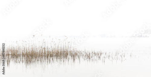 Peaceful lake scene with reed coming out of the water.