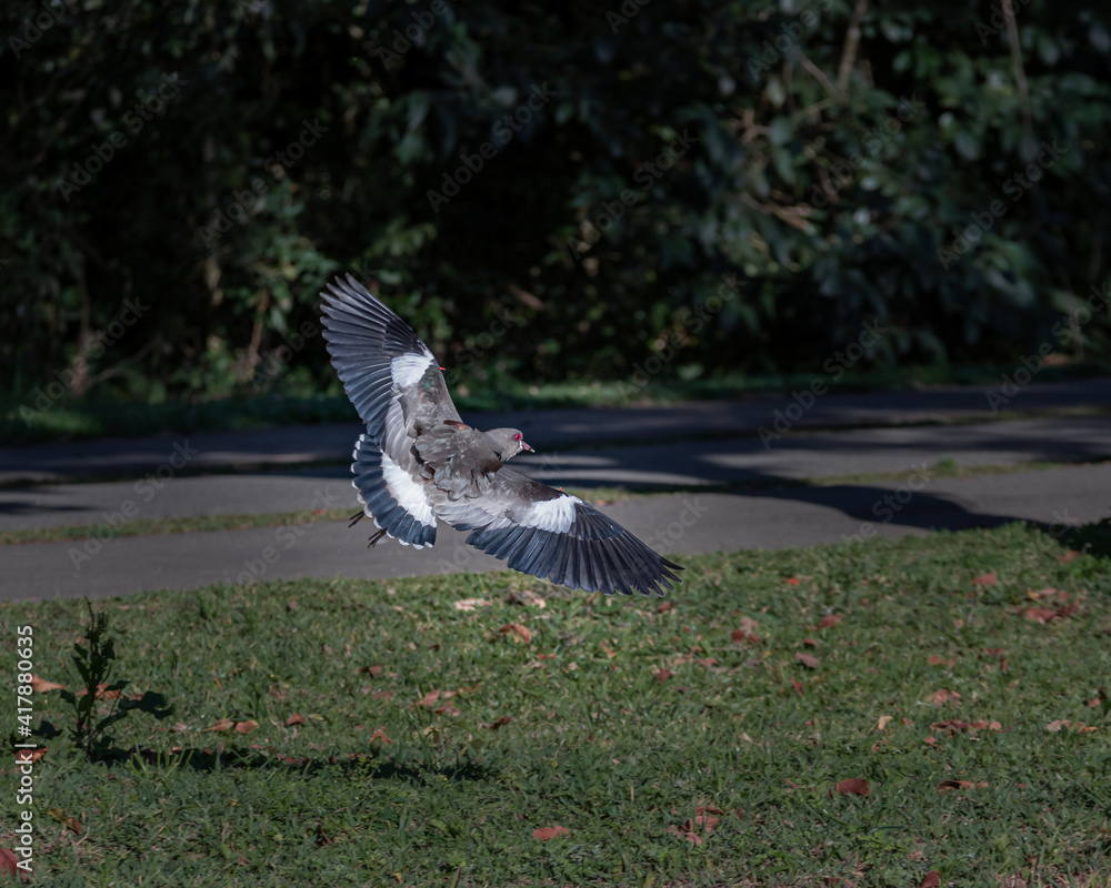 A bird flying low in a park over a lawn A bird flying low in a park over a lawn