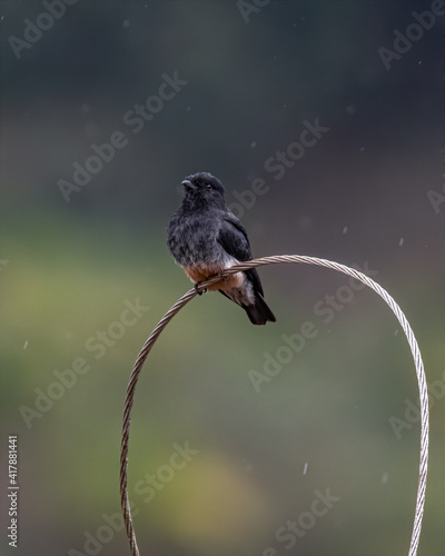 A colorful bird standing in the rain perched on a wire photo