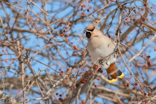 Bohemian Waxwing (Bombycilla garrulus) on a branch 