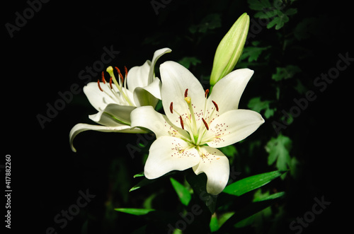 White lily flowers close up nature background