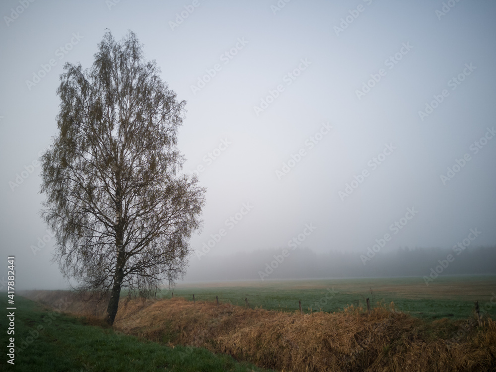 Tree in Heavy Fog Next to a Green Field, Moody Photo