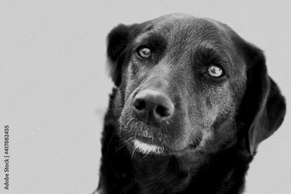black labrador retriever black labrador retriever