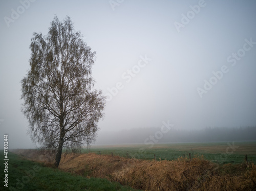 Tree in Heavy Fog Next to a Green Field, Moody Photo