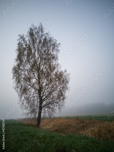 Tree in Heavy Fog Next to a Green Field  Moody Photo