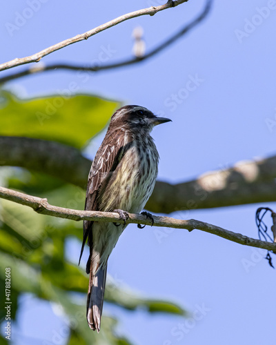 A bird perched on a branch looking for insects photo