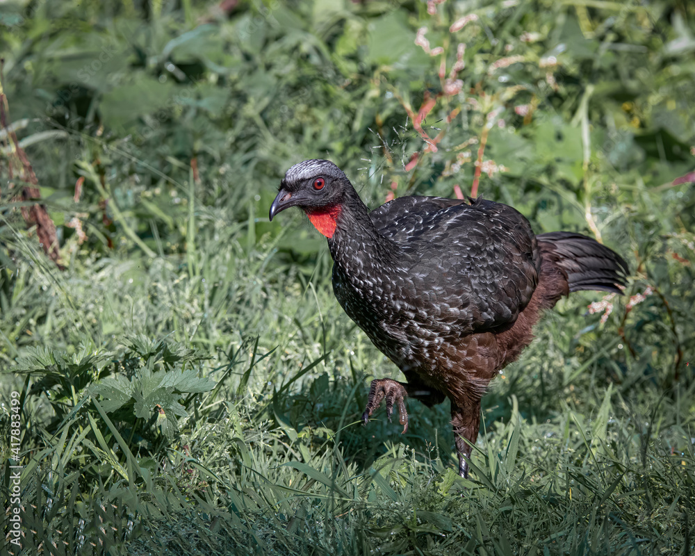 Fototapeta premium A large bird walking around looking for food