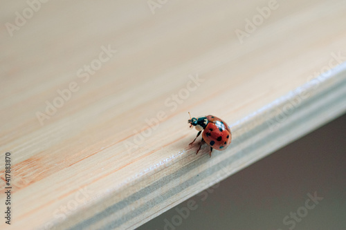ladybug on a shelf