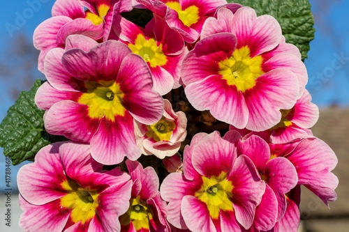 Bright floral background - large flowers of pink primrose with a yellow core against the blue sky