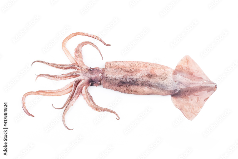 Isolated squid. Top view fresh squid on white background. Isolated squid. Top view fresh squid on white background.