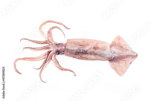 Isolated squid. Top view fresh squid on white background. © dashu83